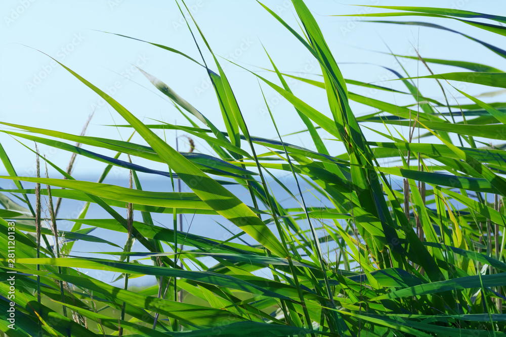 Fototapeta premium Blick durch das Schilf aufs Meer
