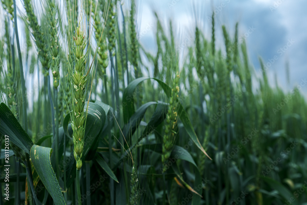Fototapeta premium Green wheat crops in field