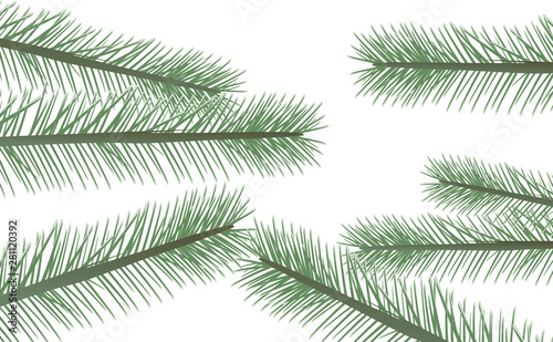 Fototapeta Naklejka Na Ścianę i Meble -  Pine tree leaf. vector illustration