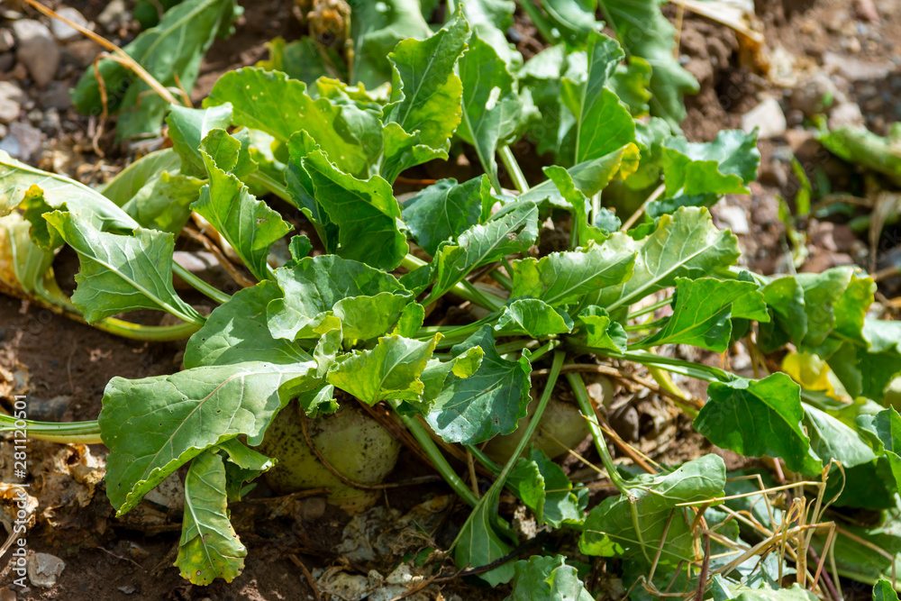 Fototapeta premium Sugar beet cut with leaves