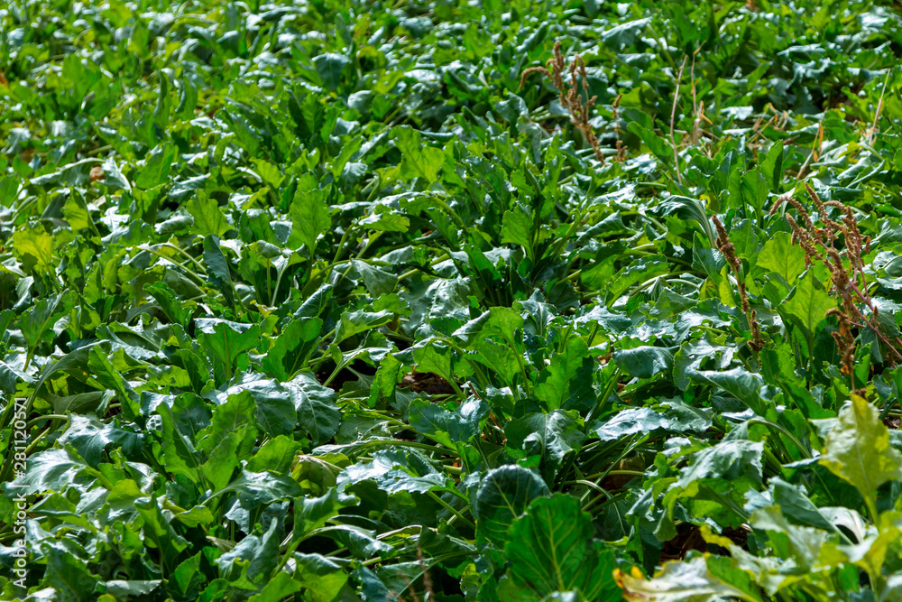 Fototapeta premium Sugar beet cut with leaves