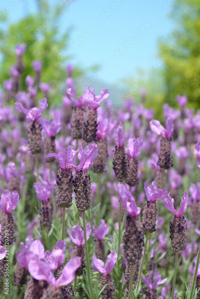 Obraz premium フレンチラベンダー縦