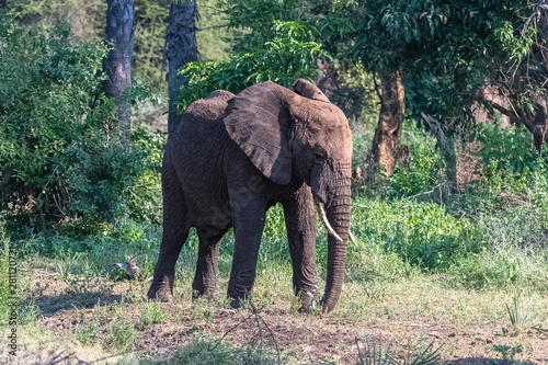 A young elephant in the forest in Kenya  in the Amboseli park