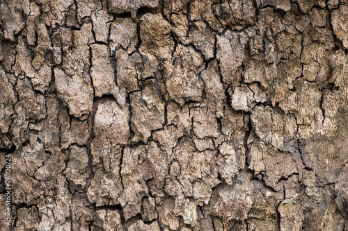Tree bark grain wood natural vintage worn texture background material surface