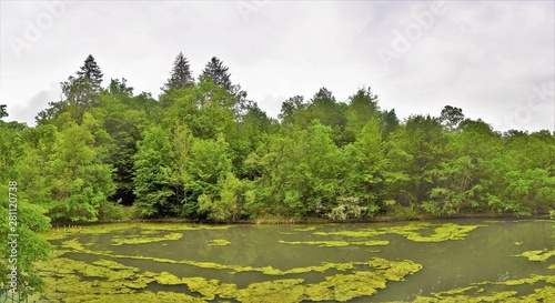 Fototapeta Naklejka Na Ścianę i Meble -  green algae on the surface of the water
