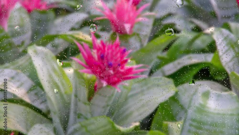 Realistic rain drops on glass window from the flower garden, 4K video. Realistic rain drops on glass window from the flower garden, 4K video.