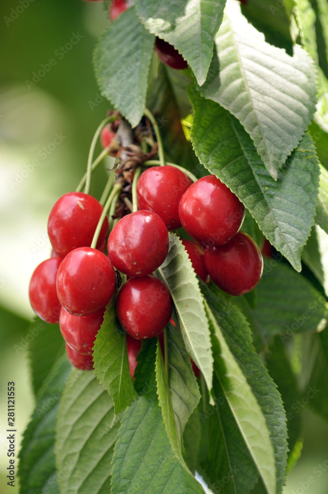 On a tree branch, ripe berries Prunus avium (cherry)