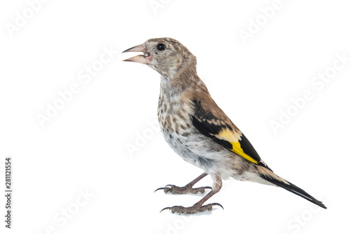 Young European Goldfinch, carduelis carduelis, standing, isolated on white background. photo