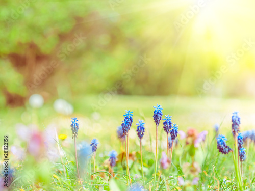 Spring garden background with miscari flowers in sunny day
