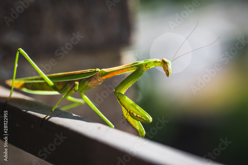 Mantis Insect