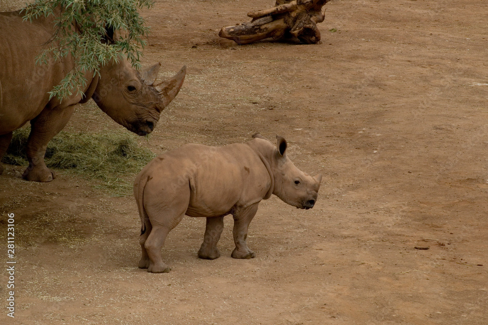 Fototapeta premium Nashorn