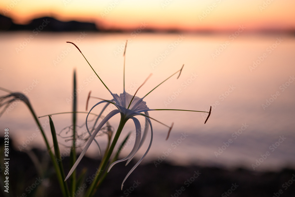 Obraz premium Flower Town Lake Sunset