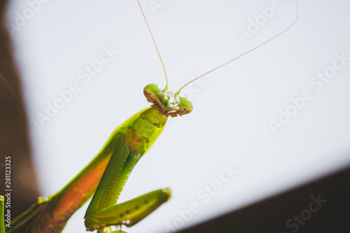 Mantis Insect