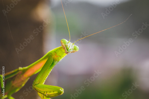 Mantis Insect © KCULP