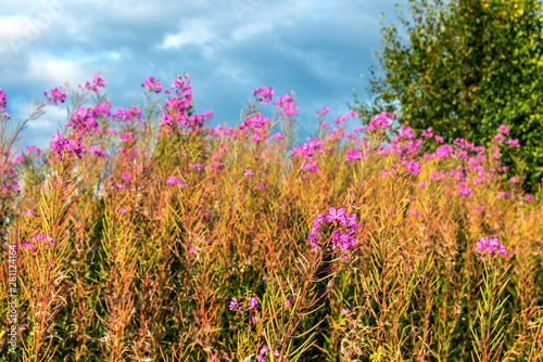 Willow-herb blooms in the meadow