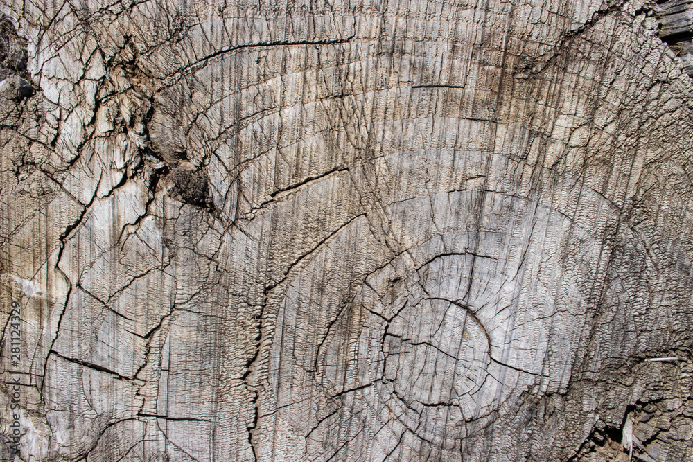 Fototapeta premium Tree stump wood bark grain texture vintage background