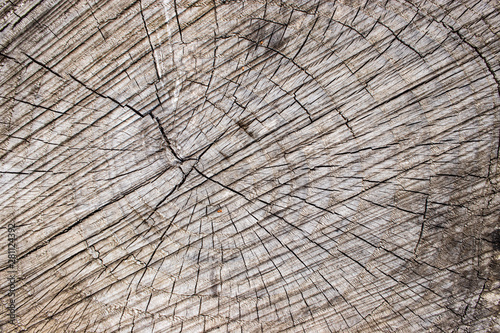 Tree stump wood bark grain texture vintage background