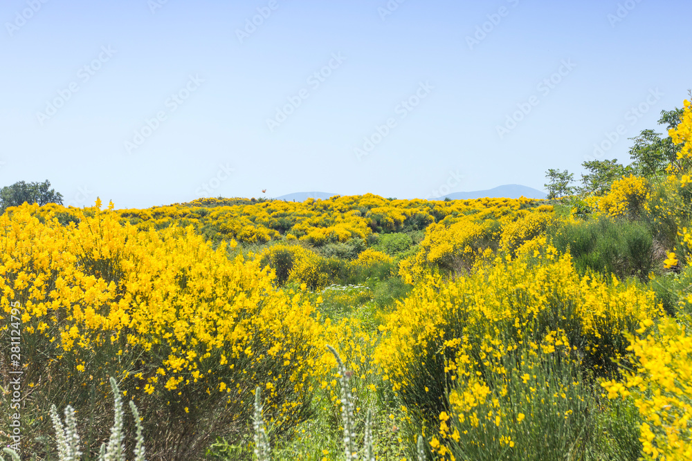wild yellow jasmine bush flowers