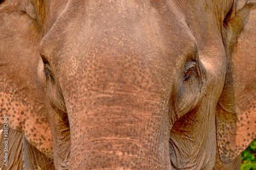 Photography Laos the “Land of a Million Elephants”, the Laos PDR historically had large and widely distributed populations of both wild and domesticated elephants