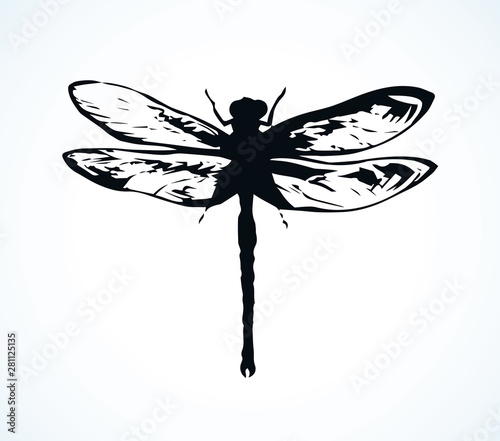 Dragonfly. Vector drawing