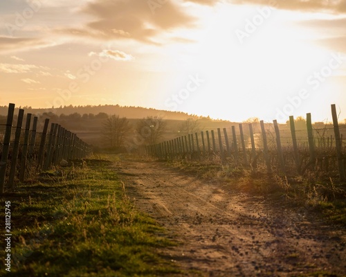 Weinanbau Reben im Sonnenuntergang