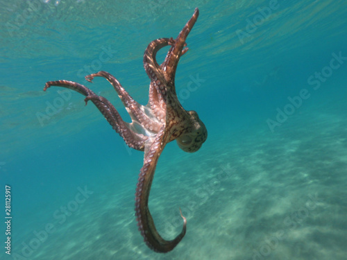 Underwater photo of octopus swimming in tropical exotic Mediterranean sandy beach with turquoise sea
