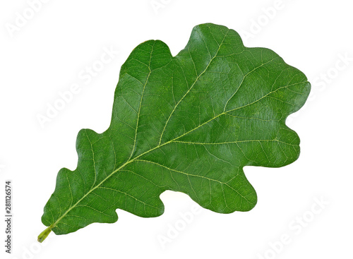 Green oak leaf isolated on white background, top view.