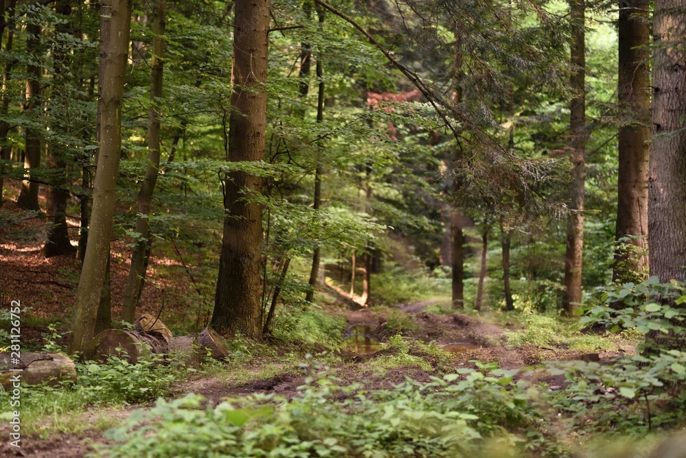 Nature landscape, into the woods with forest road after rain with puddles Nature landscape, into the woods with forest road after rain with puddles