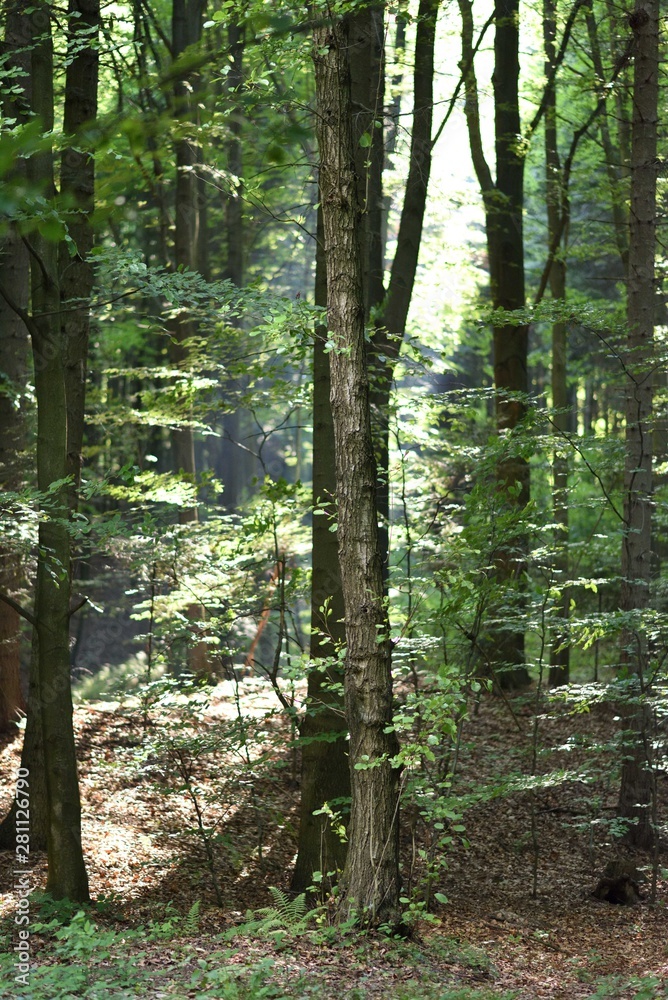 View inside the woods, high trees and rays of sunshine View inside the woods, high trees and rays of sunshine