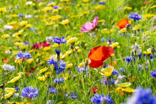 Fototapeta field or meadow of wild flowers - poppy flower