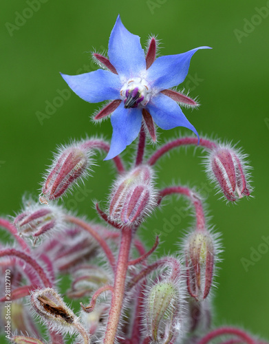 Borretsch, Borago, officinalis photo