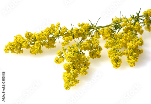 Labkraut, Galium, Verum, Echtes,