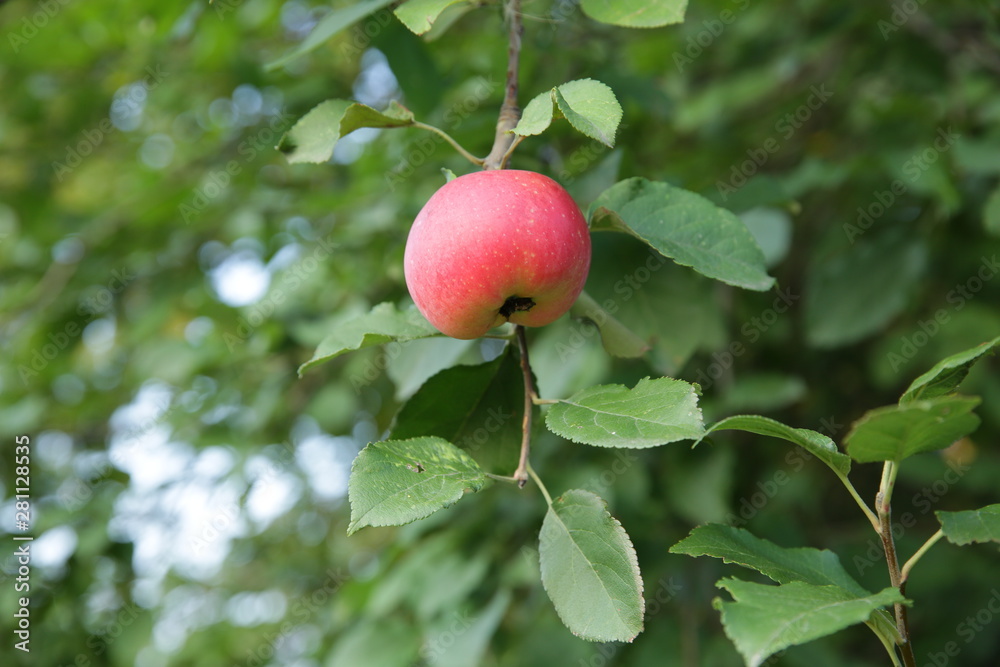 ugly red organic apple on a green branch with green leaves of an apple tree ugly red organic apple on a green branch with green leaves of an apple tree