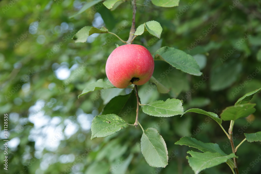 ugly red organic apple on a green branch with green leaves of an apple tree