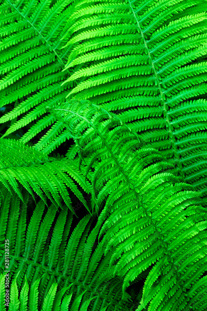 Fototapeta premium Beautiful green fern leaves natural background