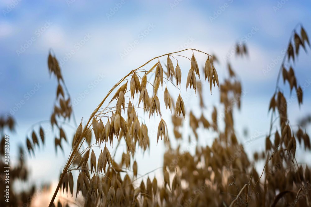 Fototapeta premium ripe oats in a field at sunset