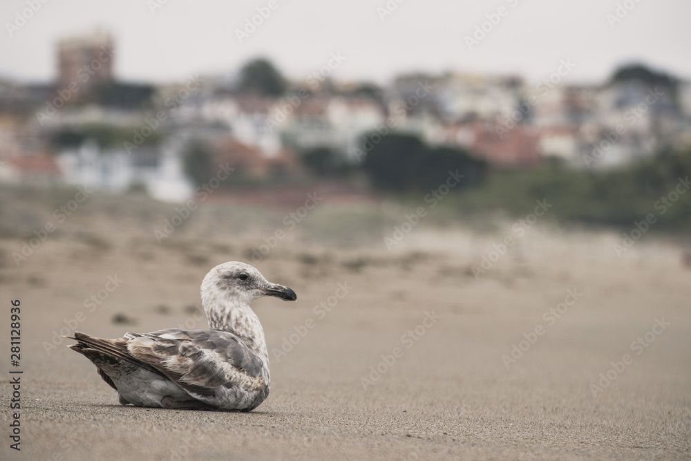 seagull relaxing on the beach in front of a city seagull relaxing on the beach in front of a city