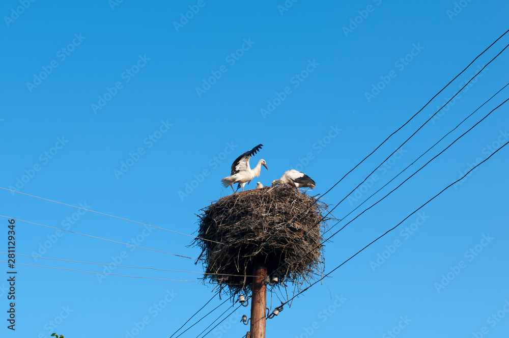 Fototapeta premium Stork birds on the nest on a beautiful day on the blue sky background