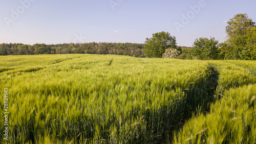 Gerste im Mai (Frühling)