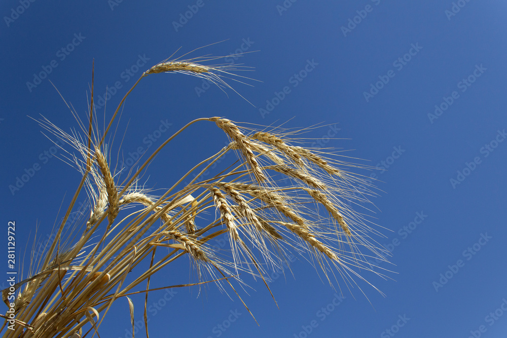 golden ripe farm harvest seeds of ears of wheat on blue sunny sky golden ripe farm harvest seeds of ears of wheat on blue sunny sky