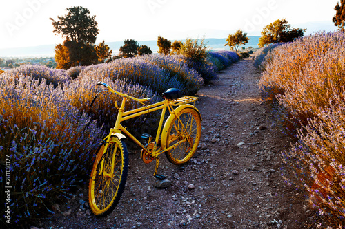 yellow bicycle in the laven...