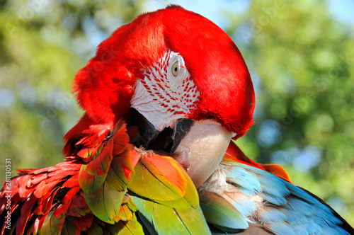 The Scarlet Macaw is a large, red, yellow and blue South American parrot, a member of a large group of Neotropical parrots called macaws. It is native to humid evergreen forests of South America. photo