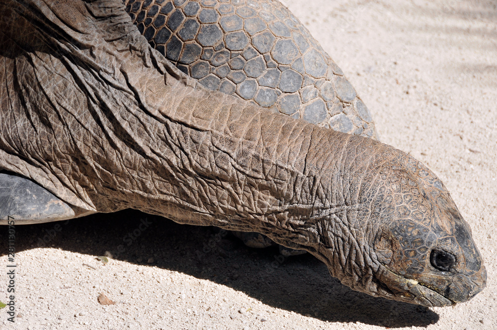 the-galapagos-tortoise-or-galapagos-giant-tortoise-is-the-largest