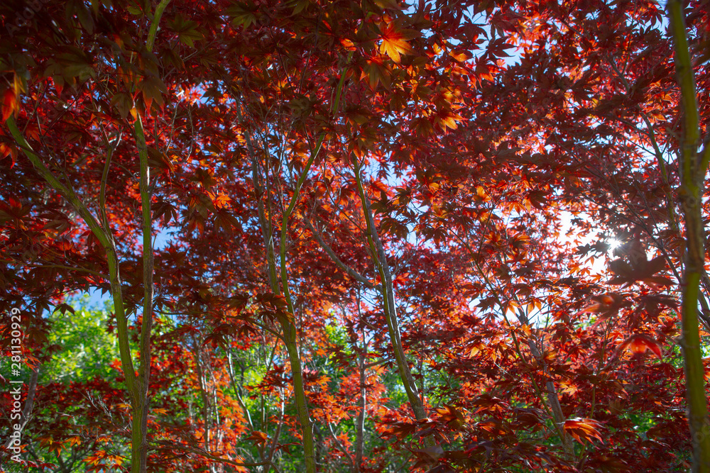red butte garden colorful flowers blueberry red leaves autumn gradient plant red butte garden colorful flowers blueberry red leaves autumn gradient plant