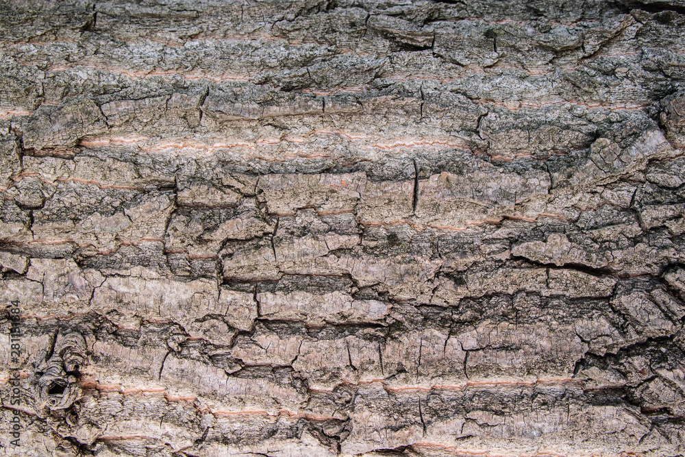 textura de casca de arvore, pode ser usada para fazer fundos ou detalhes na edição grafica.