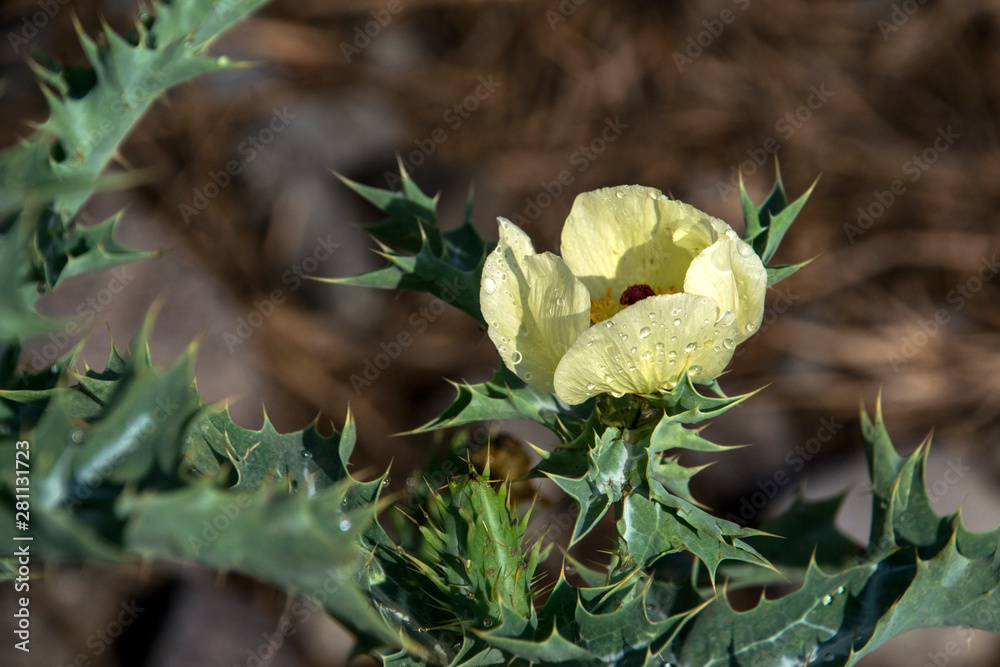 flor de Cardo Santo (Cnicus benedictus), planta medicinal silvestre, en el  amanecer tras la lluvia Stock Photo | Adobe Stock