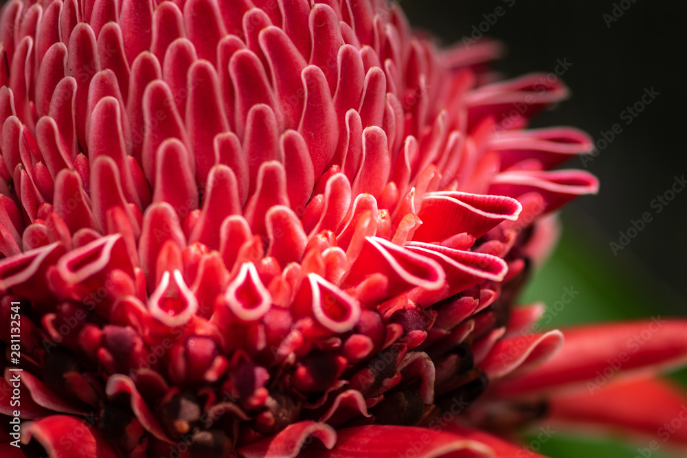 Close up shot of Blossom Exotic Red Torch Ginger Flower,Etlingera elatior