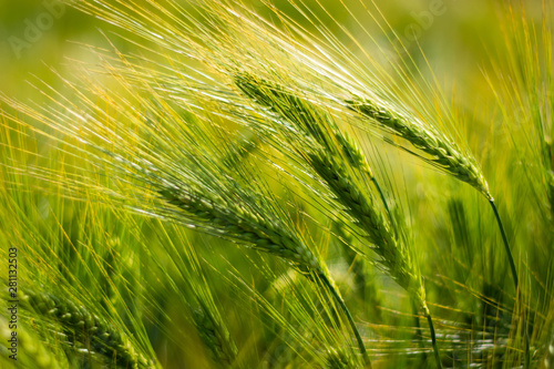 Photo spikelets of green brewing barley in a field.