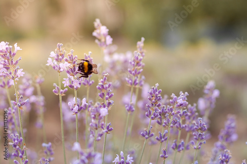 Bumblebee on a lavender flower in a lavender field close-up. Macro shooting. Soft focus. Blurred background © Iryna