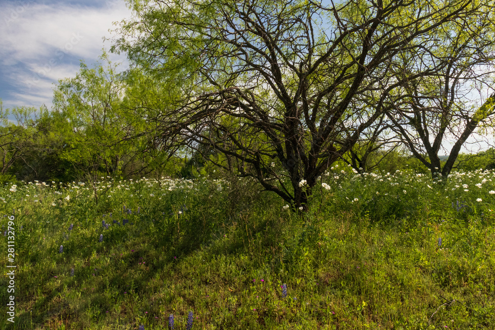 White prickly poppies, wildflowers in a field in Texas hillcountry White prickly poppies, wildflowers in a field in Texas hillcountry